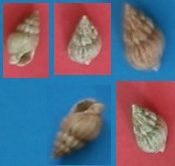 Buccinum undatum ?